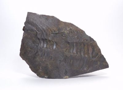 Trilobit Paradoxides Gracilis - Jince u Příbrami